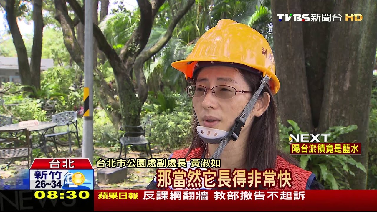 不能只怪風勢 路樹養護SOP待全面檢討