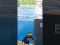 The Dolphin’s Dance Shocked All the Spectators 😱