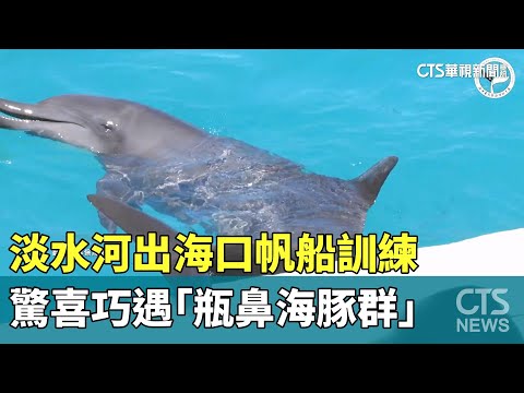 淡水河出海口帆船訓練　驚喜巧遇「瓶鼻海豚群」