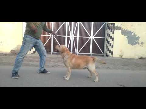 How to training Labrador Dog Or Puppy