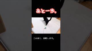 【黒猫】寝ながらでも猫じゃらしは逃しません🐈‍⬛ #黒猫 #猫じゃらし #保護猫
