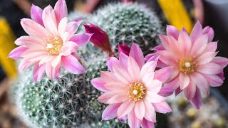What to Know about Cactus Flowers | MCG in the Greenhouse