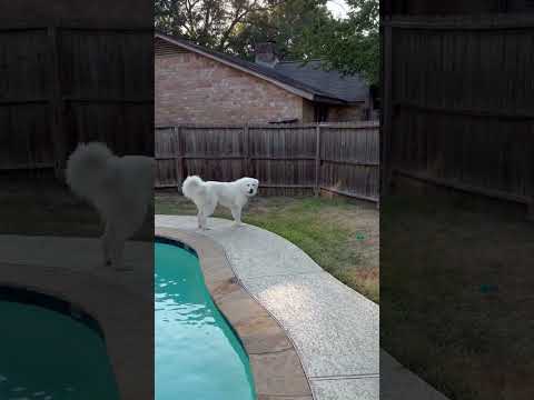 Lolly, an adoptable Great Pyrenees in Pottstown, PA_image-1