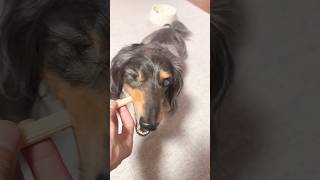 歯磨き得意だわん🐶　#ミニチュアダックスフンド #癒し