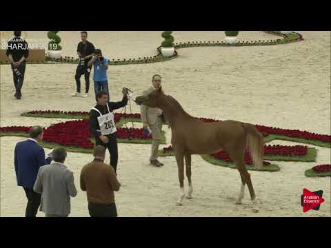 N 205 AJ POSITANO   Sharjah International 2019