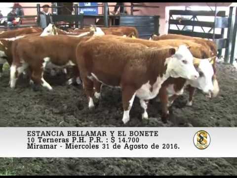 31-08-16 Venta de Terneras P.H. P.R. - Estancia Bellamar y El Bonete - Miramar.