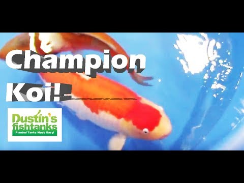 Koi Champions. How to look for winning koi, Expensive Koi Video