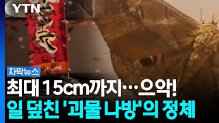 일본 훗카이도에 나타난 나방떼