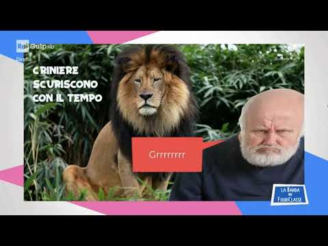 MyEdu per RAI Gulp - SCIENZE - I leoni