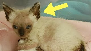 Rescuers Found This Abandoned Kitten Wasting Away. Then They Realized Her Face Was Changing