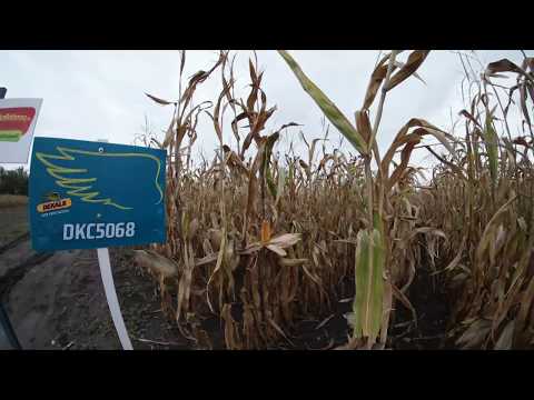 Dekalb DKC5068 kukorica vetőmag KukoricaVetőmag.hu Kft. 2017