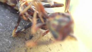 victor and his fear of bees(wasps)