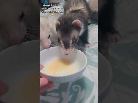 Nugget & VVaffles 6.10.22