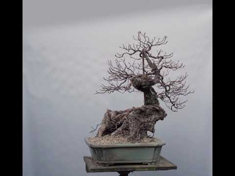 Sessile Oak Bonsai in Tom Benda pot : Update