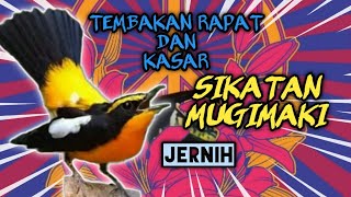 Download lagu Masteran Sikatan Emas Gacor Tembakan Rapat Dan Kasar Jernih mp3