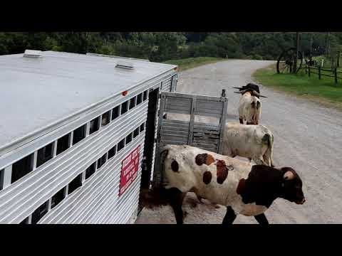 Cattle Corral Designs for Efficiency, Safety, and Economy