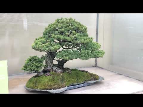 Pacific Bonsai Museum  盆栽館  三月2022年