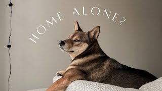 5 THINGS to know when LEAVING your DOG HOME ALONE 🏠😈 AVOID SHIBA shenanigans