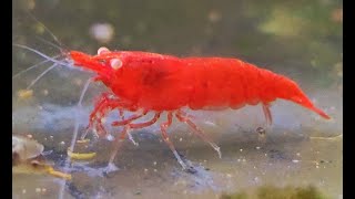 Neocaridina davidi var. Red Fire GE