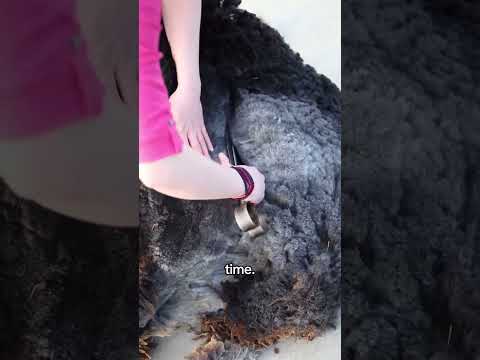 Under Wool #sheep #shearing #wool