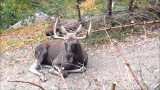 حديقة الحيوان انسبروك      alpen zoo innsbruck austria