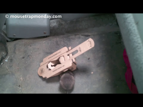 Does a Mouse Trap Made Out Of Recycled Cardboard Really Work? EVO Trapz In Action. Video