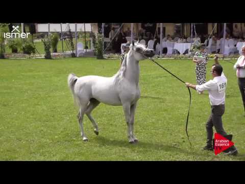 N.161 SHAMS SHARAV AA - Ströhen 2017 Int B-Show - 4.6 Years Old Stallions (Class L)