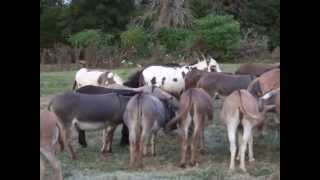 Happy, happy donkeys!  Nothing like a big bale of fresh coastal hay to make happy donkeys!