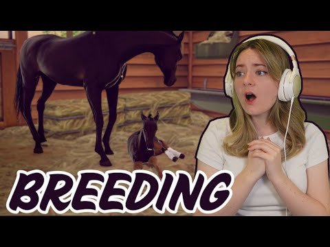 BREEDING AND BUYING PURE BLACK ARABIAN HORSES | Pinehaven