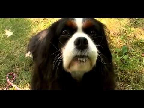 Dogs 101 - Cavalier King Charles Spaniel