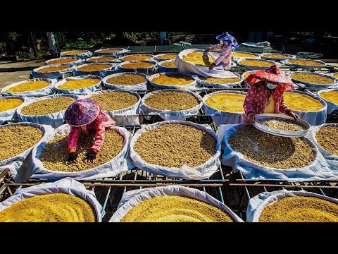Traditional Brown Sugar Making in Taiwan / 黑糖製作技能 - Taiwanese Traditional Food