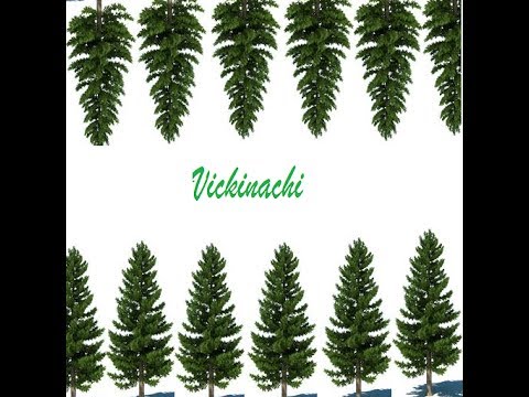Vickinachi