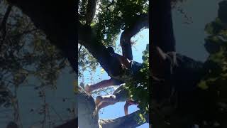 Getting plum again part 2