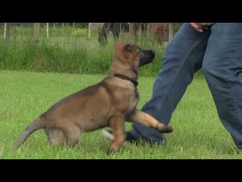 Kraftwerk K9 Puppy: Reinforcing "Sit" at 10 weeks