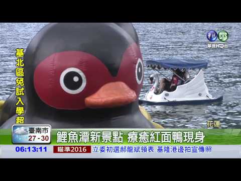 花蓮遨游季 紅面鴨鯉魚潭登場