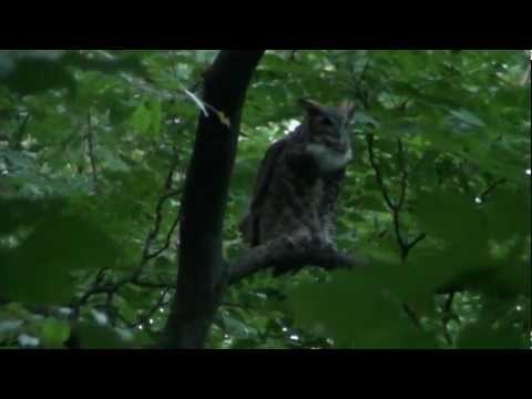 Great Horned Owl Duet Sept  15, 2012