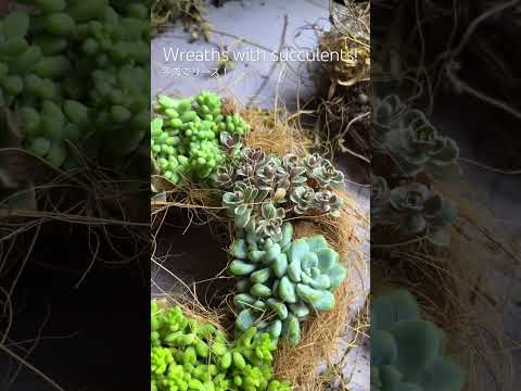 庭のクレマチスの理想的な植物パーゴラの地中海の低木