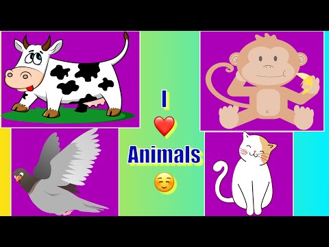 Follow the Animals!😃