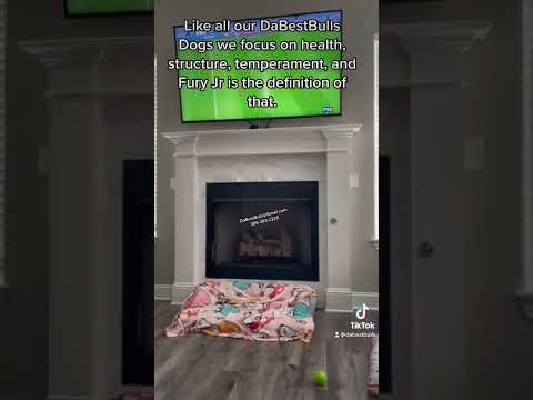 American Tactical Bulldog Review (2022 American Tactical Shotgun Review)