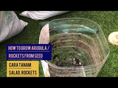 , title : 'Arugula/ Rocket from seed to harvest~ Tanam salad rocket! ~'
