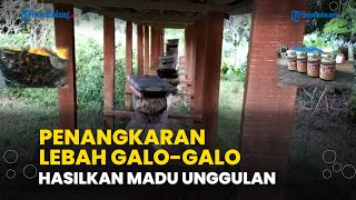 Menenggok Penangkaran Lebah Galok-galo, Lebah Tanpa Sengat yang Hasilkan Madu Unggulan di Sijunjung