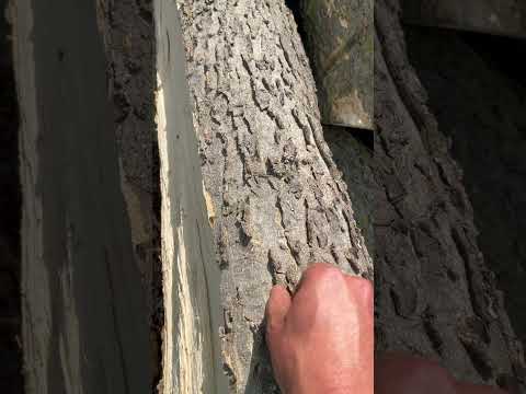 Tree identification- hackberry