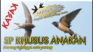 Download lagu Suara panggil Mantra khusus anakan sedotannya luar biasa walet tetangga jadi kabur ke gedung kita mp3