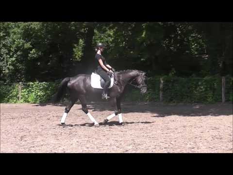 Frizzante 5j. v. Fiorano - Dream of Glory  A platz. VB 8500,- Euro