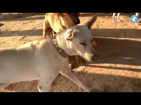 Urgent Appeal #tawf #animalrescue #animalcare #animalwelfare #dog #animalshelter #youtube #dog