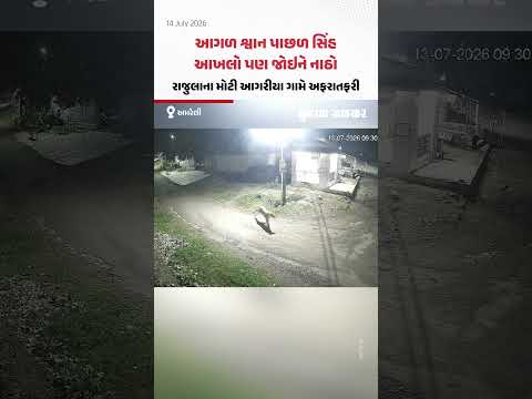 આગળ શ્વાન પાછળ સિંહ, આખલો પણ જોઇને નાઠો; Rajulaના મોટી આગરીયા ગામે અફરાતફરી આગળ શ્વાન પાછળ સિંહ, આખલો પણ જોઇને નાઠો; Rajulaના મોટી આગરીયા ગામે અફરાતફરી