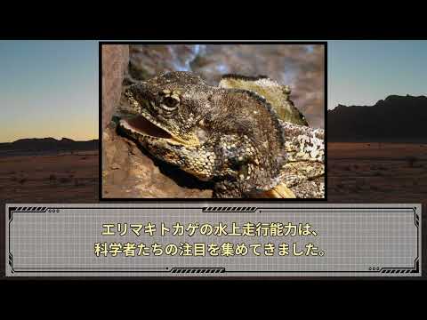エリマキトカゲについて詳しく解説