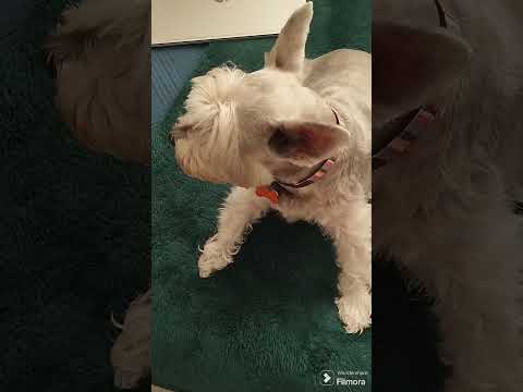 condicionamiento operante para perro, adaptado a la edad del perro (14 años)