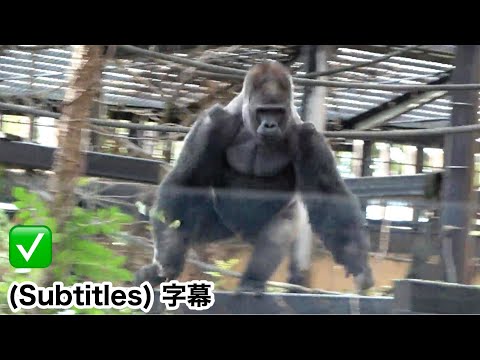 Dad Momotaro scolds Kintaro harshly, only to face adorable retaliation. ｜Momotaro family. gorilla