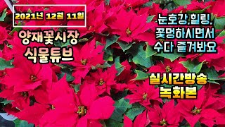 2021년 12월 11일 토요일  예쁜식물 보면서  수다떨어봐요 #양재꽃시장 #식물튜브
